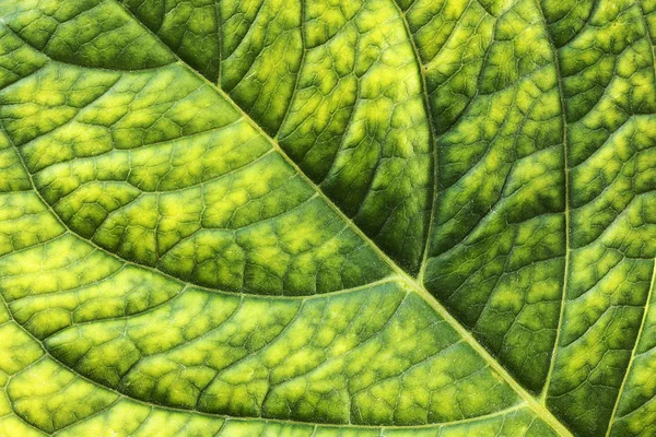Superfície detalhada da folha de hortensia — Fotografia de Stock