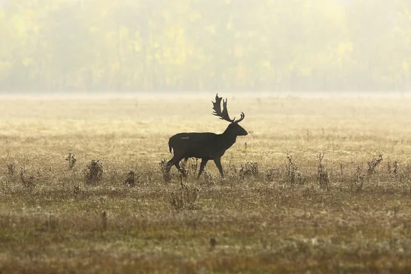 Fallow deer stag in beautiful autumn light — Stock Photo, Image