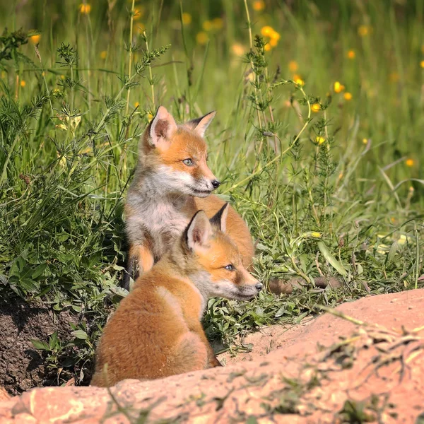 Raposa filhotes perto da toca na primavera — Fotografia de Stock