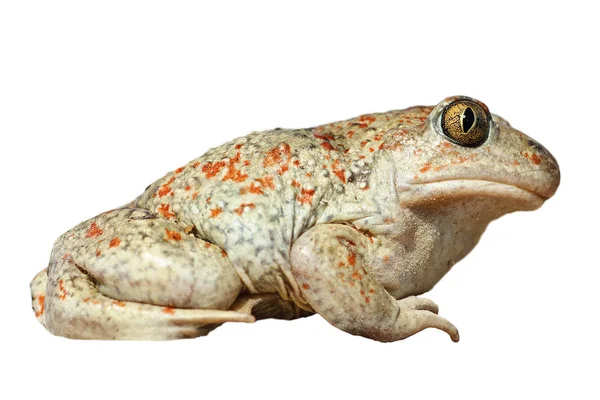 tam uzunlukta Pelobates fuscus izole