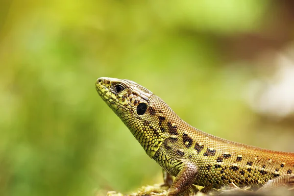 Lacerta agilis macro ritratto — Foto Stock