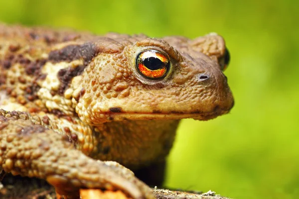 Macro retrato de Bufo bufo sapo — Fotografia de Stock