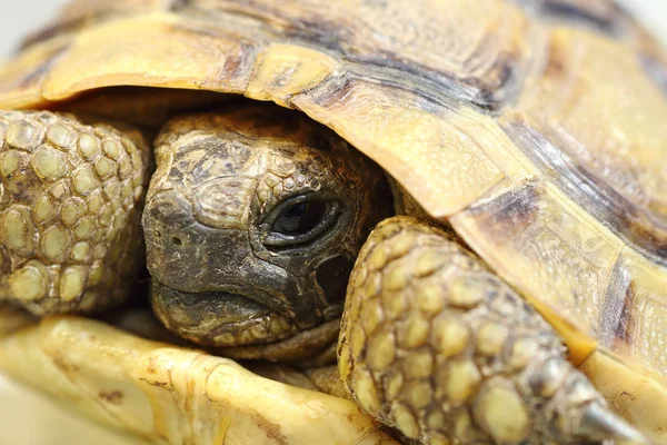 Retrato de Testudo graeca — Foto de Stock