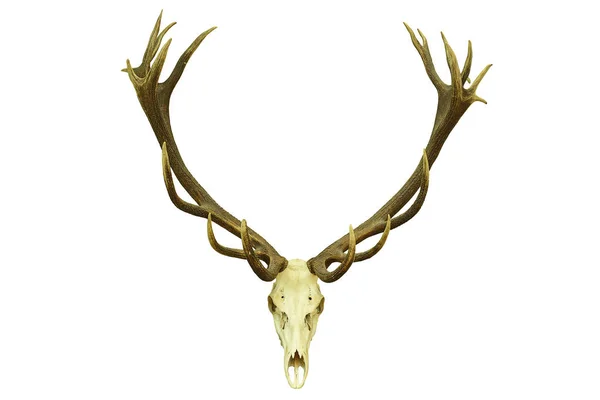 Red deer trophy with large antlers — Stock Photo, Image