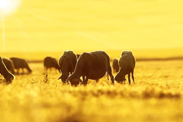 Вівці пасуться на світанку — стокове фото