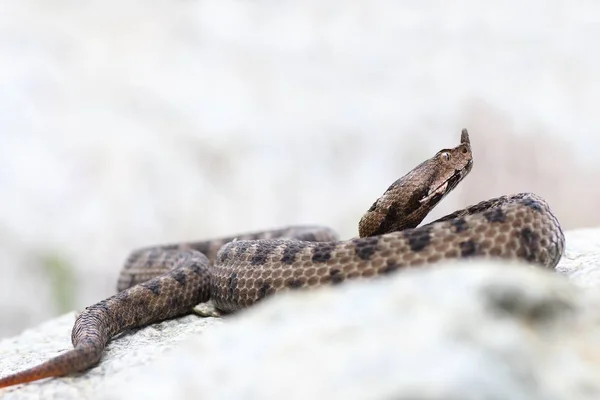 Vipera ammodytes se prélassant sur la roche calcaire — Photo