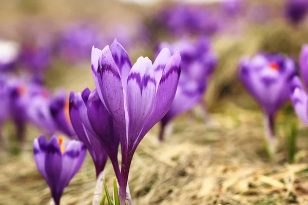 Wild saffron on mountain meadow — Stock Photo, Image