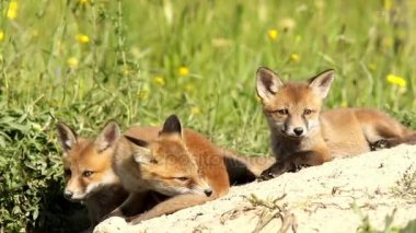 oynak fox yavrularını den yakın: