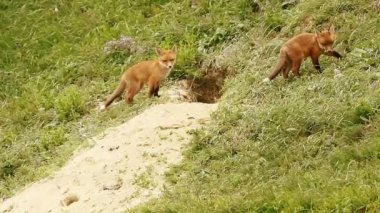 Avrupa Kızıl Tilki yavrularını yuva (Vulpes yakınındaki )