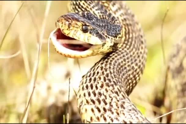 Agresivo blotched serpiente golpeando rápido — Vídeo de stock