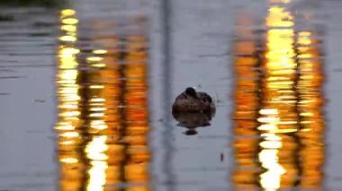 su üzerinde yüzen yeşilbaş ördek