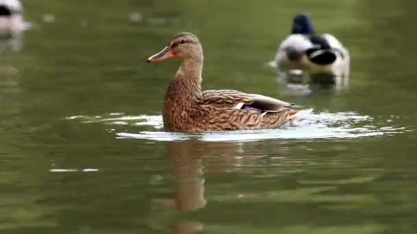 Fêmeas mallard batendo asas na lagoa — Vídeo de Stock