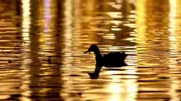 Wild duck swimming on lake at dawn — Stock Video