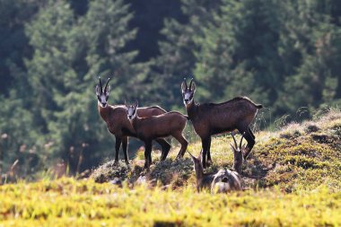 dağlarda Chamois aile