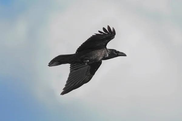 青い空の上を飛んで黒鴉 — ストック写真