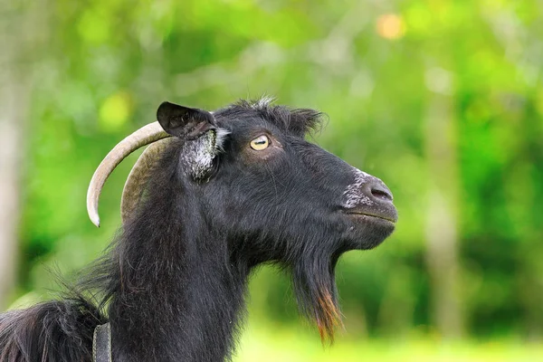 Zwarte bebaarde ram — Stockfoto