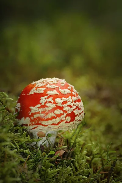 Colorful fly agaric growing on moss — Stock Photo, Image