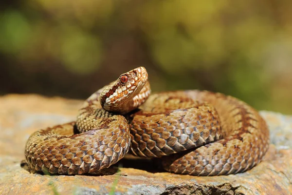 Európai keresztezett viper-a rock — Stock Fotó