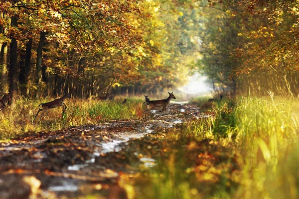 Cervos pousio nas florestas de outono — Fotografia de Stock