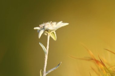 vahşi edelweiss yakın çekim