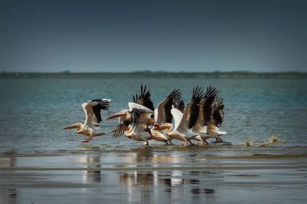 Flock of common great pelicans taking flight — Stock Photo, Image