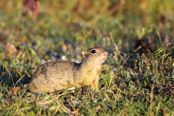 Ground squirrel in natural habitat — Stock Photo, Image