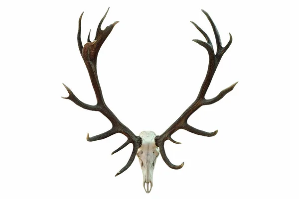 Enorme cranio di cervo rosso con belle corna — Foto Stock