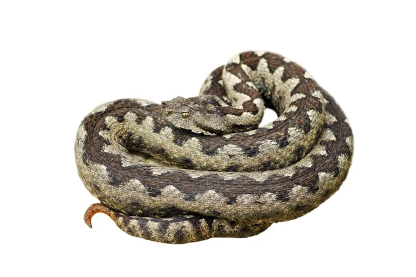 Isolated dangerous nose horned adder — Stock Photo, Image