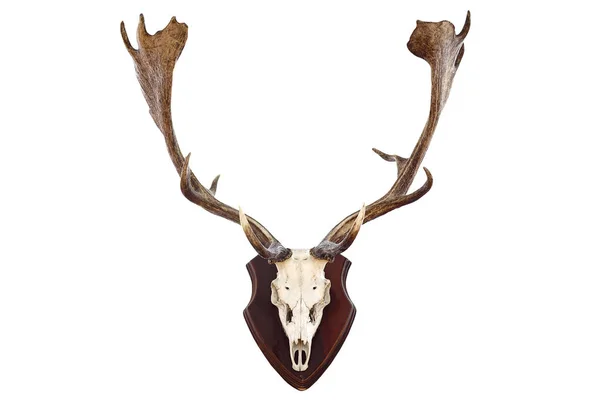 Isolated hunting trophy of a fallow deer buck — Stock Photo, Image