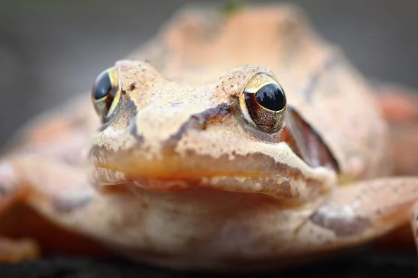 Макропортрет європейської гнучкої жаби — стокове фото