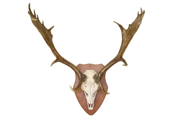 Majestic fallow deer hunting trophy over white — Stock Photo, Image
