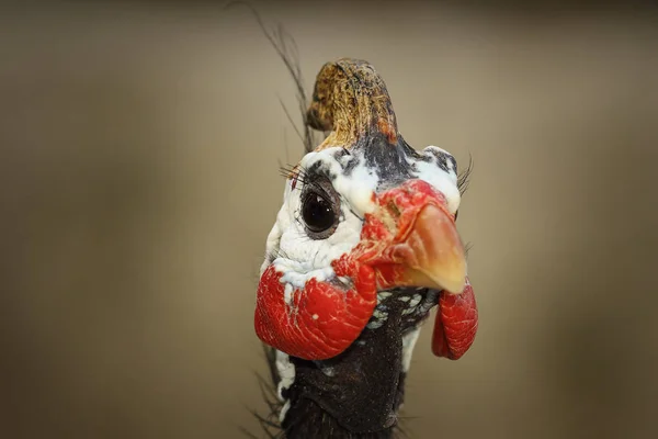 头戴钢盔的珍珠鸡的肖像 — 图库照片