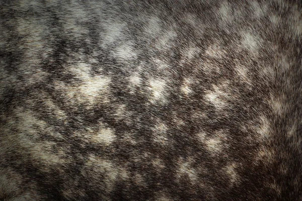 Texture de peau sur cheval bigarré — Photo