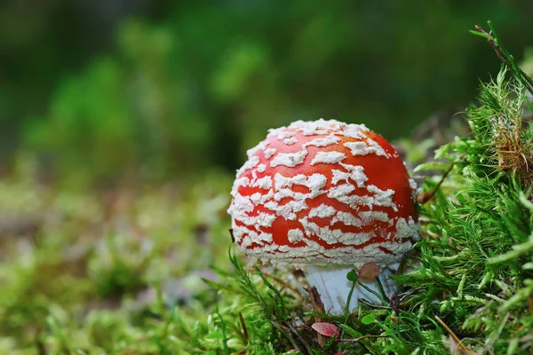 森林の地面に赤いベニテングタケ — ストック写真