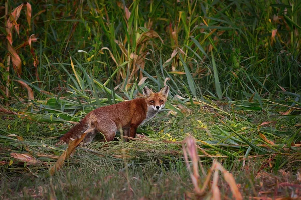 Zorro rojo salvaje en hábitat natural —  Fotos de Stock