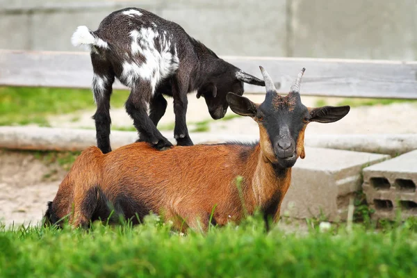 Young goat standing on the back of a mature ram — Stock Photo, Image