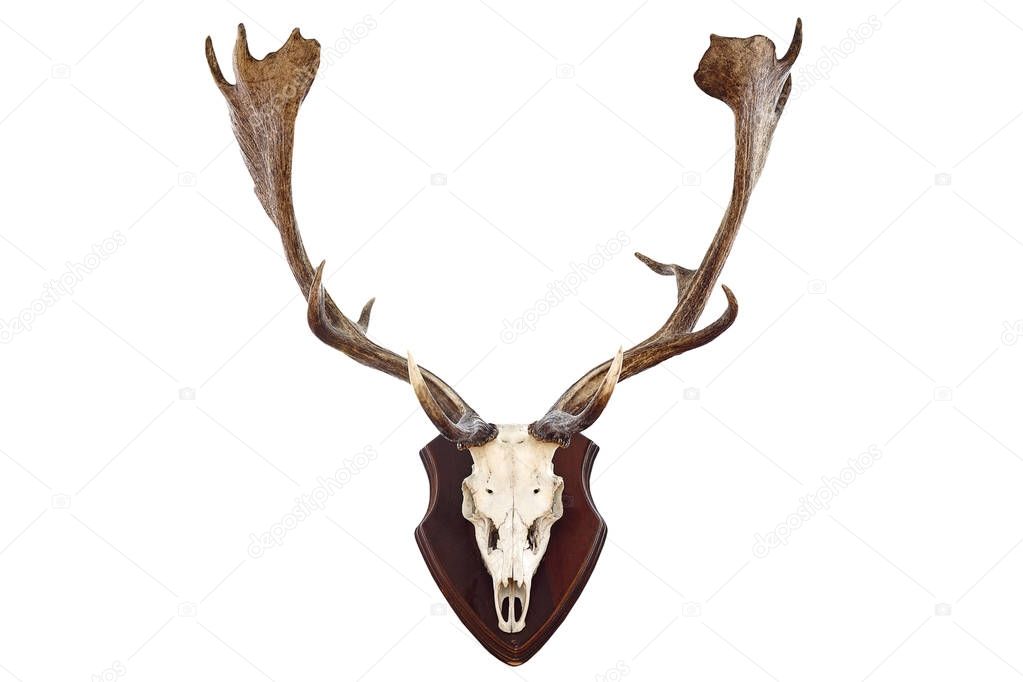 isolated hunting trophy of a fallow deer buck
