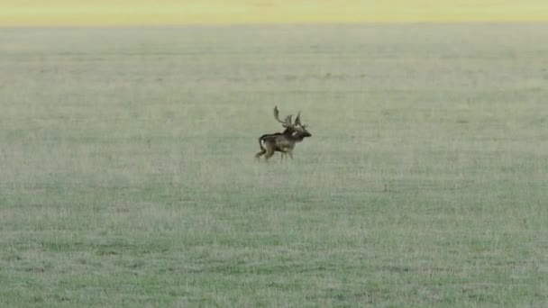 Dovhjort spänn kämpar för dominans i parningssäsongen (Dama dama ) — Stockvideo