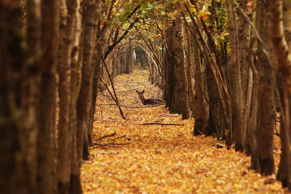 Corça de veado na floresta de outono — Fotografia de Stock