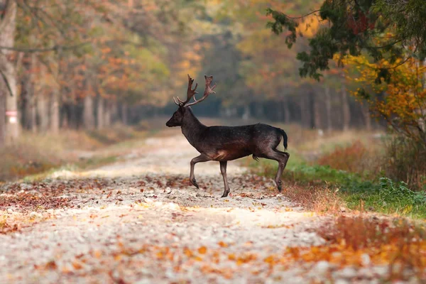 Cerf cerf dans les bois — Photo