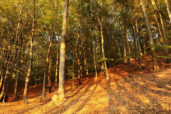 Осенние цвета в лесу — стоковое фото