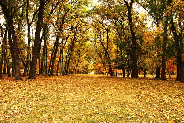 Belo caminho pedestre em florestas de outono — Fotografia de Stock