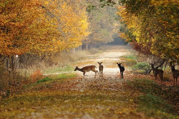 시골도 deers — 스톡 사진