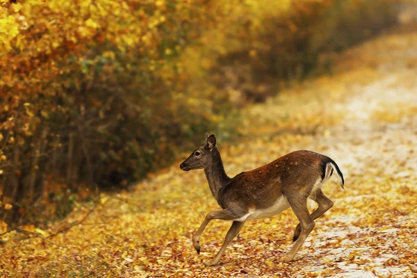 Dovhjort doe passerar lantlig väg — Stockfoto