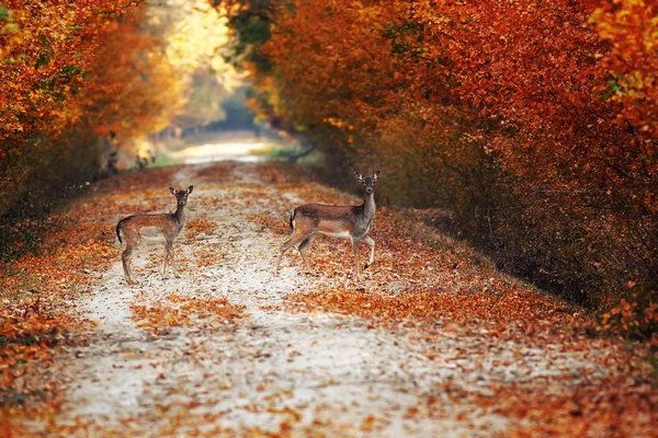 Cervo pousio faz na estrada rural no outono — Fotografia de Stock