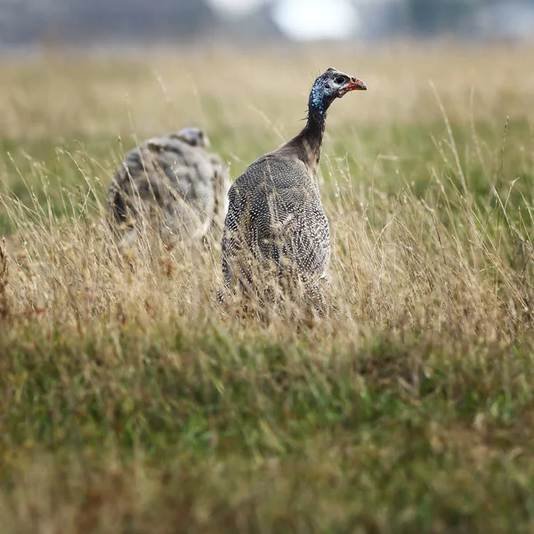 Guinea hen près de la ferme — Photo