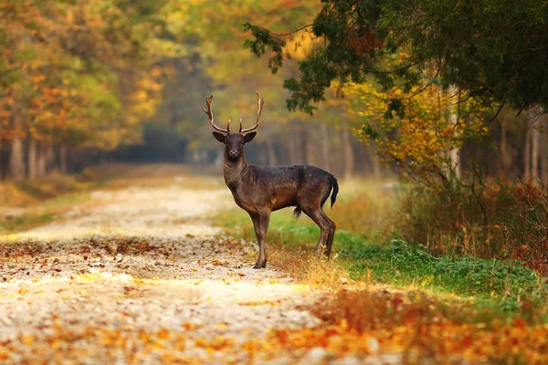 Majestoso veado pousio na estrada da floresta — Fotografia de Stock