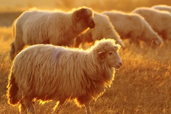 Вівці в барвистому світлі заходу сонця — стокове фото