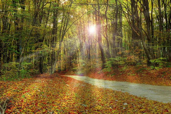 Raios de luz solar através da floresta — Fotografia de Stock