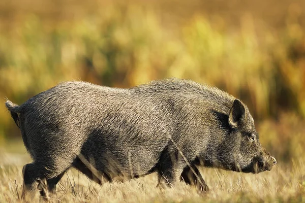 Cerdo vietnamita en el campo — Foto de Stock